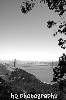 Golden Gate Bridge framed by Tree black and white picture