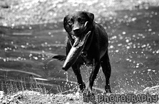 Black Lab Playing Fetch in Water black and white picture