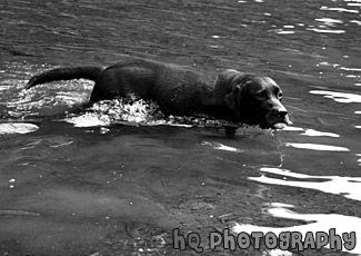 Black Lab Drinking Water in Lake black and white picture