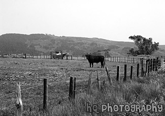 Black Cow on Farm black and white picture