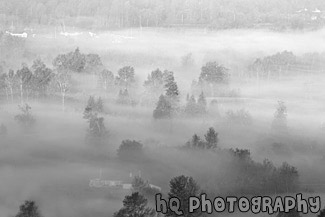 Early Morning Autumn Fog & Trees black and white picture