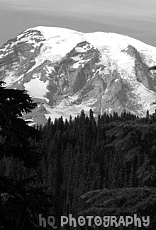 Close Up Mount Rainier & Trees black and white picture