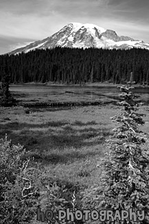 Mount Rainier, Trees, & Lake black and white picture