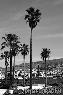 Palm Trees in Housing Development black and white picture