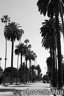 Palm Trees Leading to Sunset Blvd. black and white picture