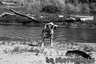 Barking Dalmation Dog black and white picture