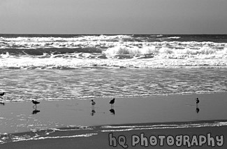 Waves & Seagulls by Pacific Ocean black and white picture