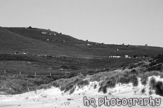 Cows on Coastal Green Hill black and white picture