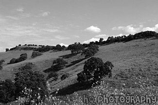 Green Hill & Yellow Wildflowers black and white picture