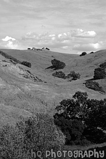 Green Hill & Trees black and white picture