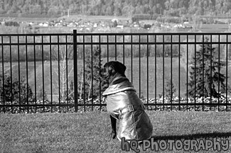 Dog Looking at View Through Fence black and white picture