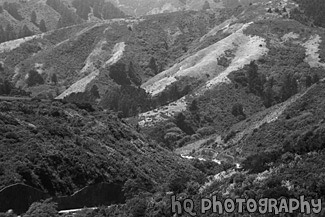 Close up of Golden Green Hills black and white picture