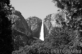 Yosemite Falls Through Trees black and white picture