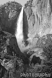 Yosemite Falls & Trees black and white picture