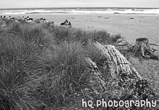 Grass, Drift Wood, & Beach black and white picture