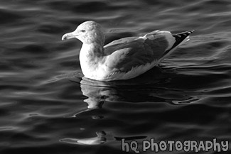 Seagull Swimming in Puget Sound black and white picture