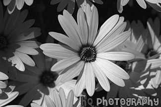 Yellow Flower & Orange Center black and white picture