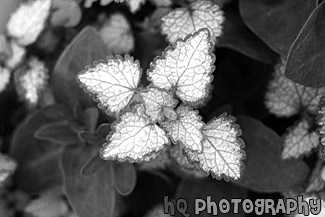 Close up of a White Leaf with Green Trim black and white picture