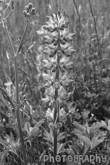 Tall Purple Wildflower black and white picture