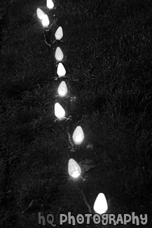 Christmas Lights Along the Grass black and white picture