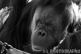 Orangutan Close Up black and white picture