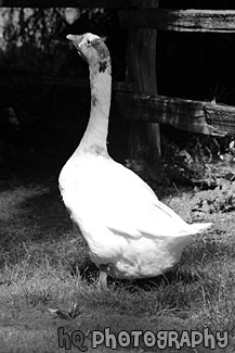 Back of White Goose black and white picture