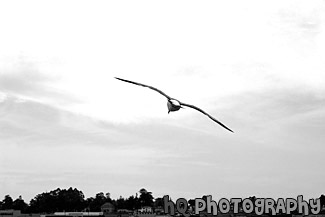 Seagull Flying black and white picture