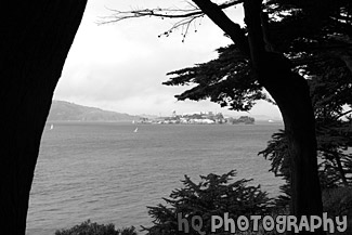 Alcatraz Between Trees black and white picture