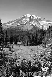 Flowers, Field, & Mount Rainier black and white picture