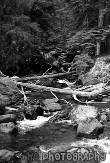 Scenic Creek in Forest black and white picture