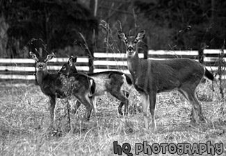 Close up of Three Deer black and white picture