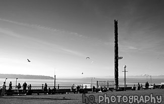 Seattle Waterfront Park & Seagulls black and white picture