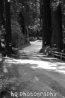 Road Between Trees with Shadows black and white picture