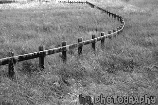 Wooden Fence & Green Grass black and white picture