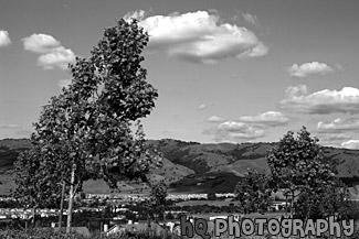 Blue Sky, Green Hills, & Trees in San Jose black and white picture