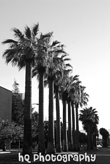 Row of Palm Trees in San Jose black and white picture