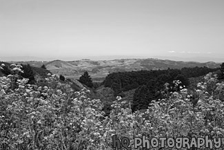 Bay Area Landscape Scene black and white picture