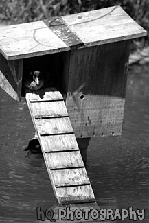 Duck in a Duck House black and white picture