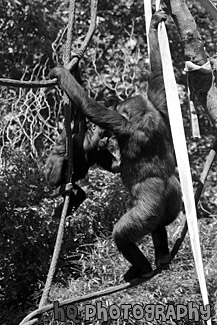 Two Climbing Gorillas black and white picture