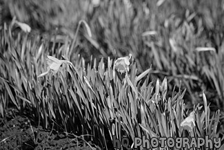 Close up of Yellow Daffodils black and white picture