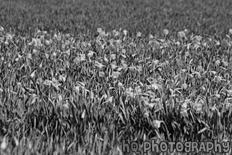 Daffodils in Farm Field black and white picture