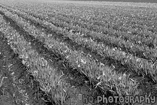 Rows of Farm Crop with Daffodils black and white picture