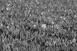 Daffodil Flowers Close Up black and white picture