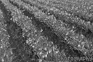 Rows of Daffodils on Farm Field black and white picture