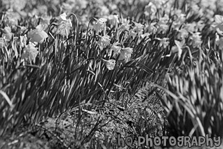 Close up of Daffodils on a Farm black and white picture