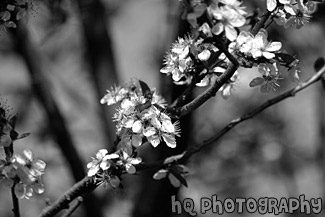 Close up of Spring Flowers in Bloom on Tree black and white picture