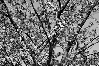 Spring Tree in Blossom black and white picture