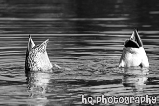 Two Ducks Diving Under Water black and white picture