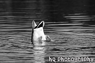 Upside Down Duck Searching for Food black and white picture