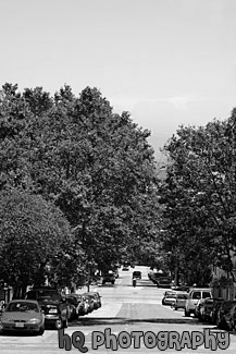 Road, Blue Sky & Leafy Trees black and white picture